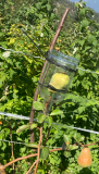 poire-bt-1