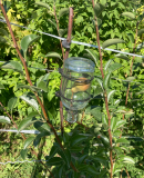 poire-bt-2